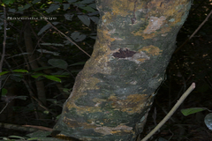 Euonymus indicus